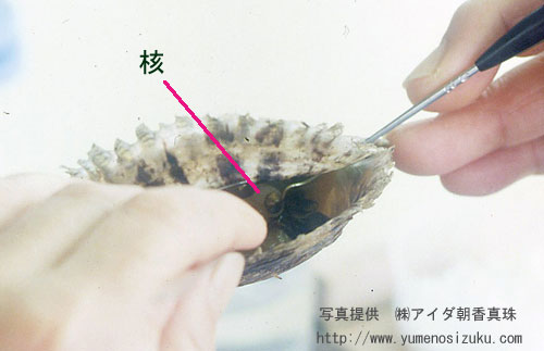養殖真珠の挿核の写真